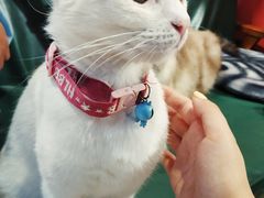 -猫色咖啡·猫咖