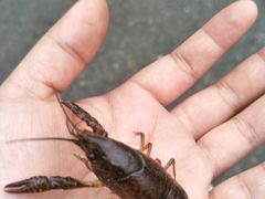 -黄山北海宾馆