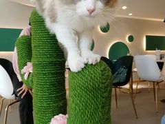 -飞行喵MR PILOT|猫舍·猫咖(静安大融城店)