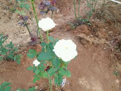 -松山湖梦幻百花洲