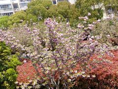 -高东镇樱花园