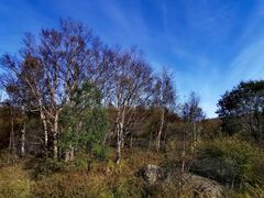 -白草畔自然风景区