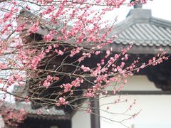 -洋湖国家湿地公园