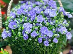 -双季花艺园艺市场(浦东店)