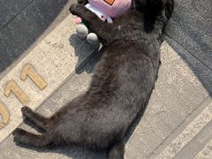 -瑞派名望24h动物医院异宠专科·猫专科·骨科·重症监护分院