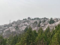 -白水寺森林公园