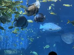 -太平洋海底世界