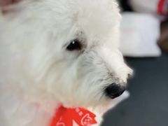-宠物家(角门东店)
