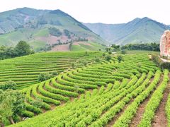 -帐篷客·溪龙茶谷度假酒店