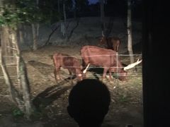 -清迈夜间动物园