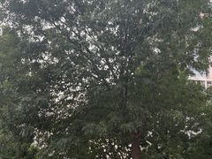 -紫燕百味鸡(鑫苑国际店)