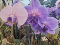 -双季花艺园艺市场(浦东店)