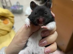 -中环花鸟鱼虫市场