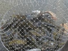 -上海都市菜园
