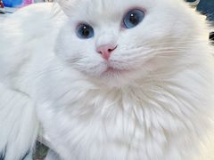 -伟伟宠物医院·瑞派猫友好医院·猫科(光谷店)