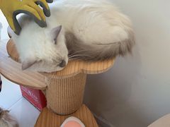 -怪兽屋·羊驼·猫咖·狗咖(俊华广场店)