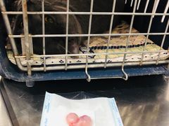 -伟伟宠物医院·CT影像中心·瑞派犬猫综合性门诊(汉口总院)