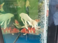 -老虎滩船说·海胆水饺·大连海鲜(老虎滩店)