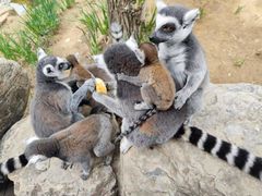 -北京野生动物园