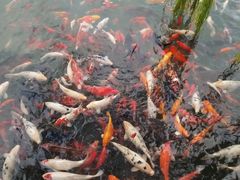 -齐汇维景大酒店游泳馆(山东政协大厦齐汇维景)