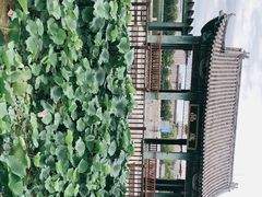 -莲花池公园