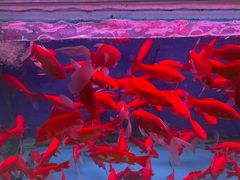 -三旗百汇商品城