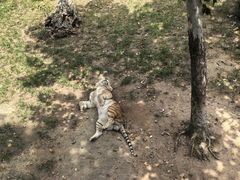 -西霞口神雕山野生动物世界
