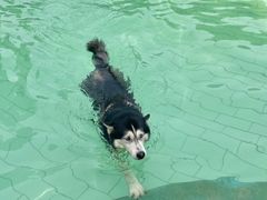 -宠乐会宠物乐园