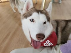 -Husky Go! 哈士奇体验馆·宠物咖啡厅狗咖