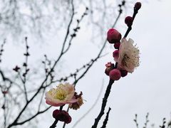-无锡梅园公园