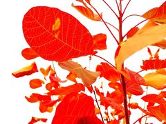 -北京西山国家森林公园