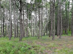 -塞罕坝国家级自然保护区