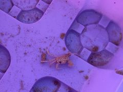 -三亚湾海居雅高铂尔曼度假酒店
