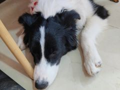 -汪说·狗咖(旺城大厦店)