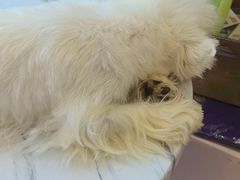 -囡的喵喵酱·萌宠生活馆·宠物洗护美容(胶州路店)