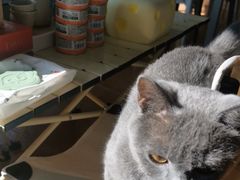 -莱姆星桌游·拼豆·团建