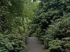 -铁山坪森林公园