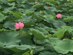 -荷塘月色湿地公园·向阳花洲