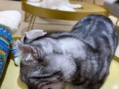 -藏猫猫咖啡主题馆(中央大道店)