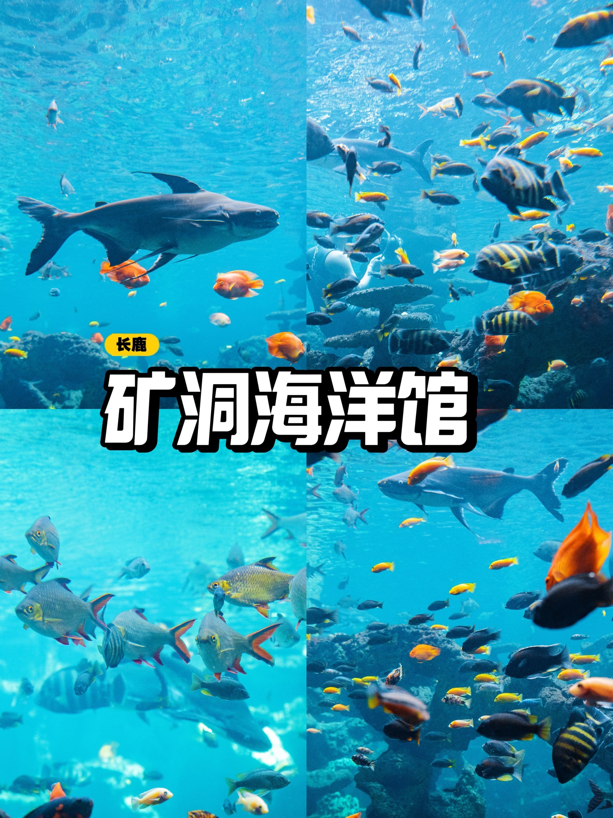 来顺德长鹿体验夏日狂欢