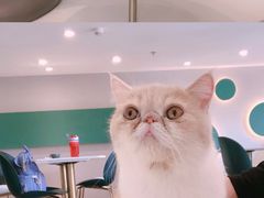 -飞行喵MR PILOT|猫舍·猫咖(静安大融城店)
