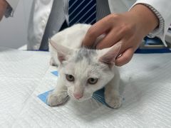 -博特宠物医院24h犬猫全科.骨科·异宠