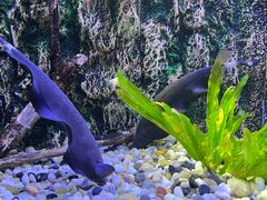 -上海海洋水族馆
