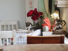 大堂-海边的猫和咖啡馆