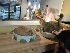 -Meowの猫咖(万家丽店)