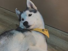 -Husky Go! 哈士奇体验馆·宠物咖啡厅狗咖