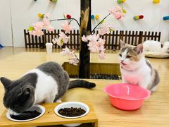 -喵八撸猫馆