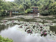 -野象谷景区