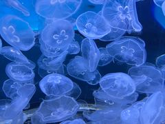 -芜湖新华联大白鲸海洋公园