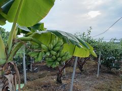 -新塘水果乐园(东洲大道店)